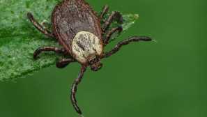 Как да се предпазите от кърлежи с помощта на аерозолни рефамбидни антики